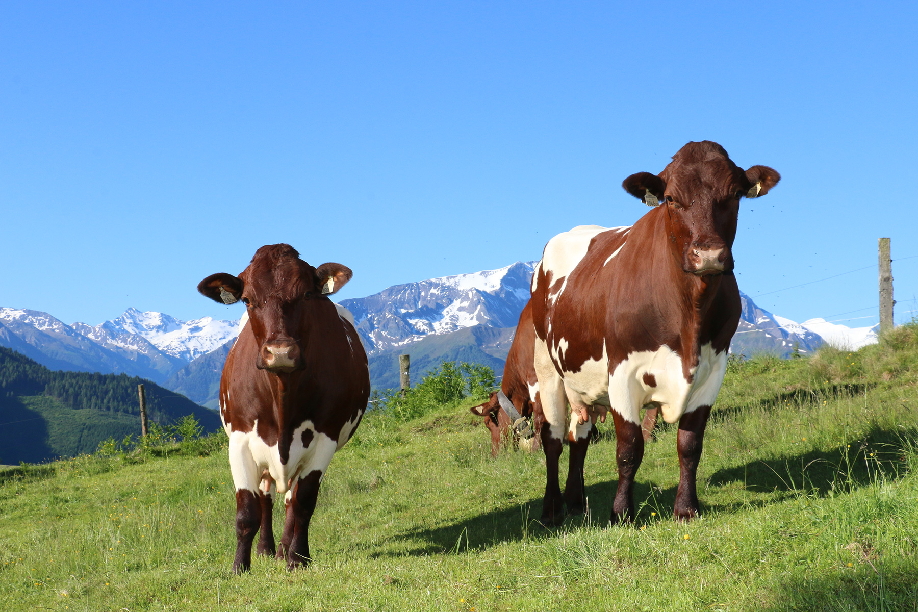 Zwei Kühe auf der Alpe mit Bergen im Hintergrund