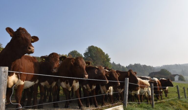 Rinder am Zaun auf der Wiese