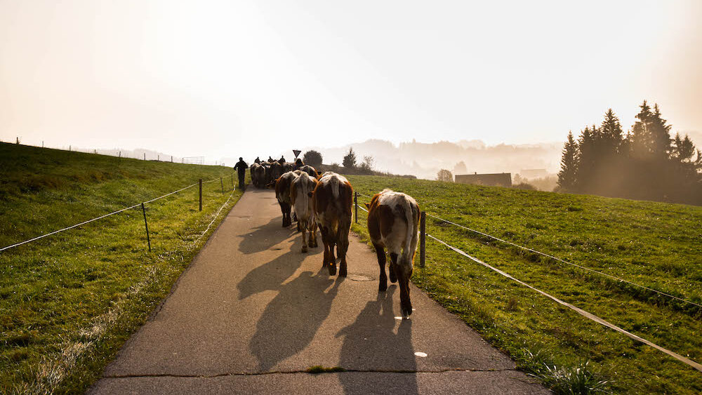 Kühe laufen auf einer Straße