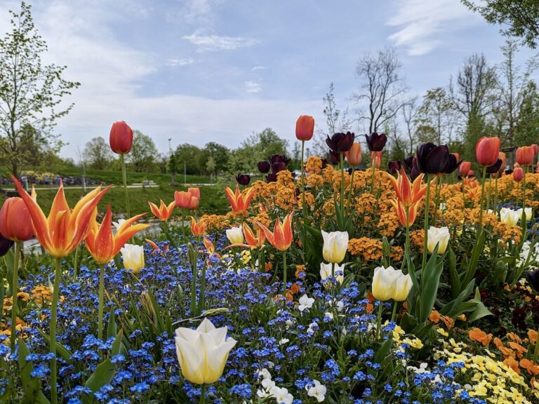 Eine bunte Blumenwiese auf der Landesgartenschau 2024.