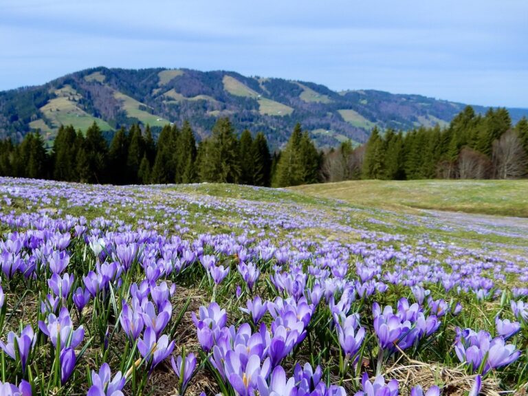 Eine Wiese voller Krokusse mit Bergen im Hintergrund